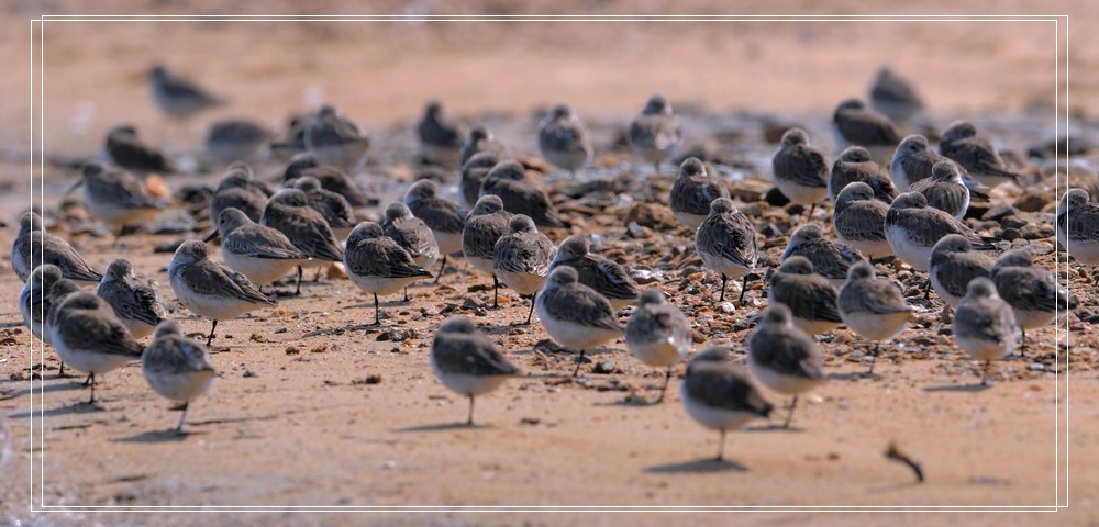 春分后的第一波鸟潮