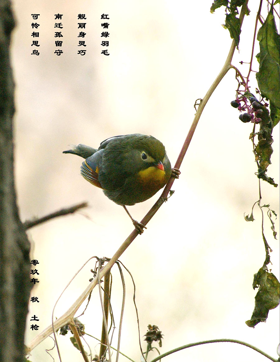 诗鸟图--相思鸟