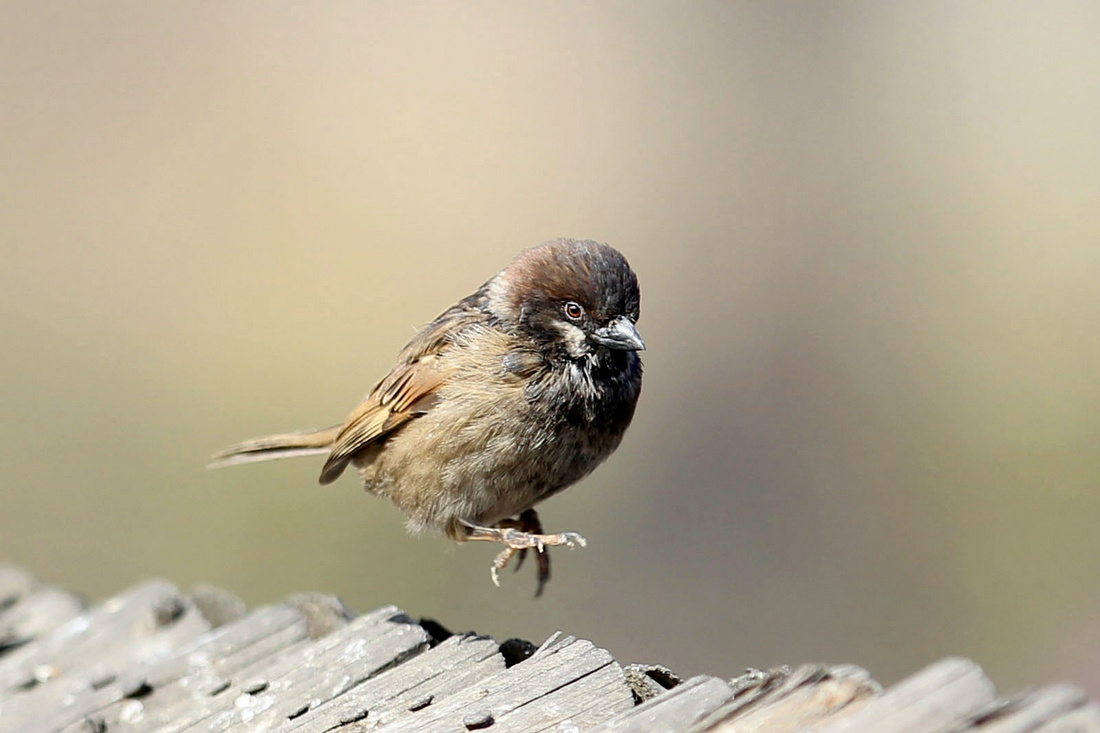 麻雀可以打吗 65904629617277.jpg