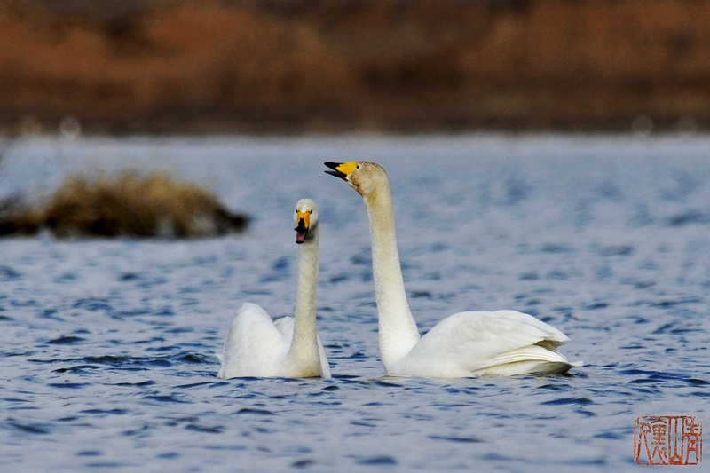 双双对对大天鹅