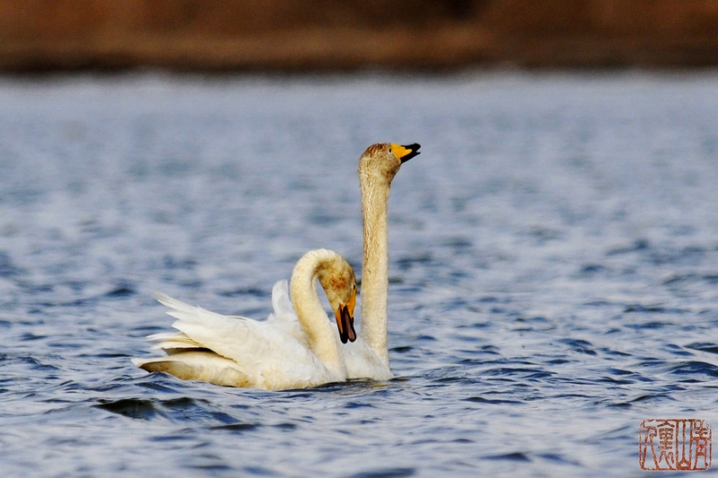 双双对对大天鹅