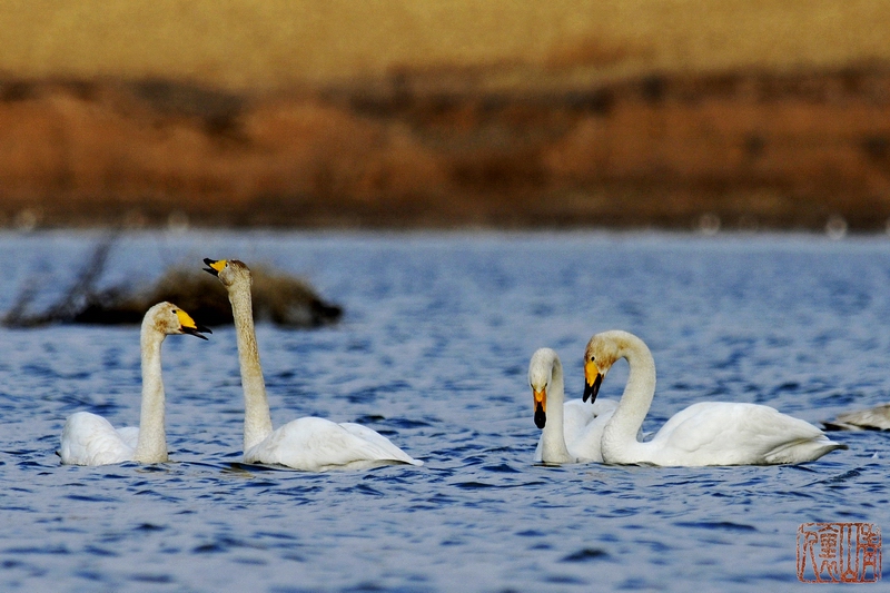 双双对对大天鹅