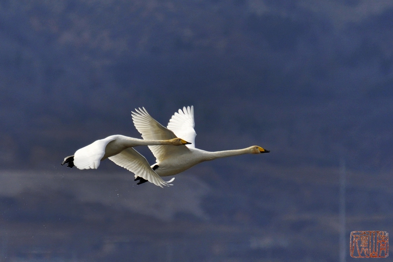 双双对对大天鹅