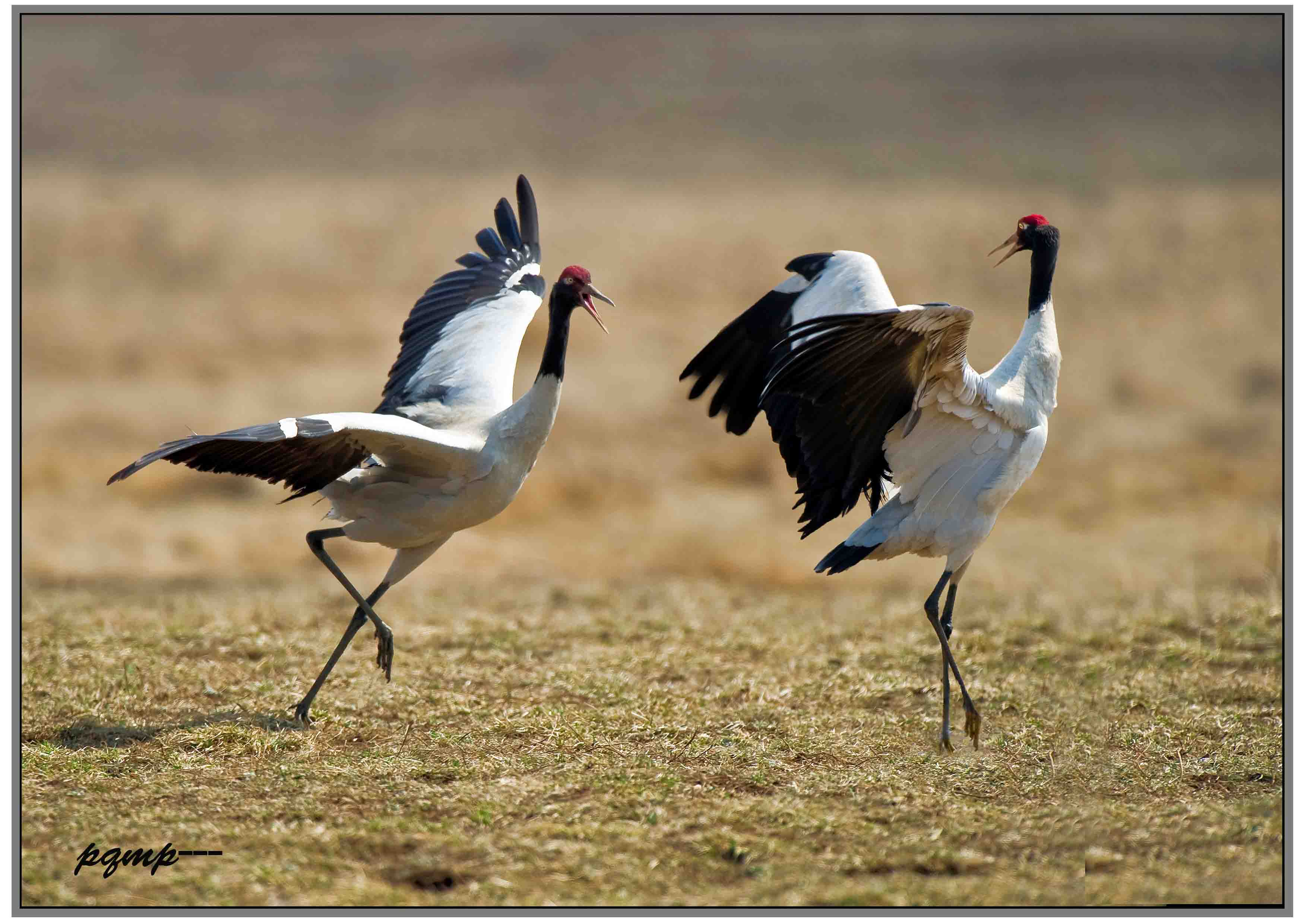 (黑颈鹤)大山包黑颈鹤
