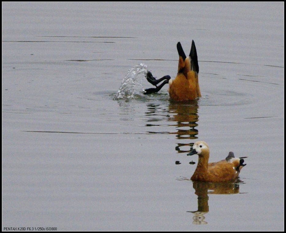 灞河里的黄鸭-(一组)