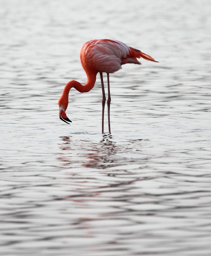 西安灞河火列鸟
