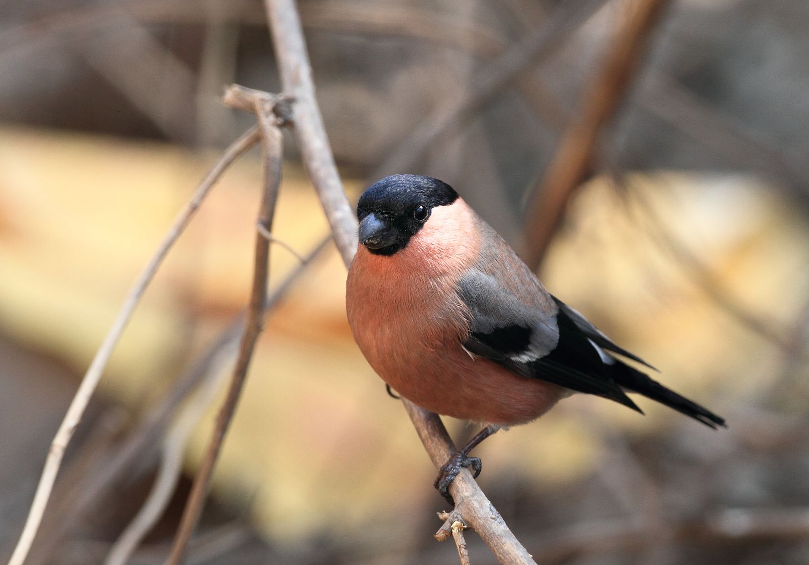 胖乎乎的灰腹灰雀