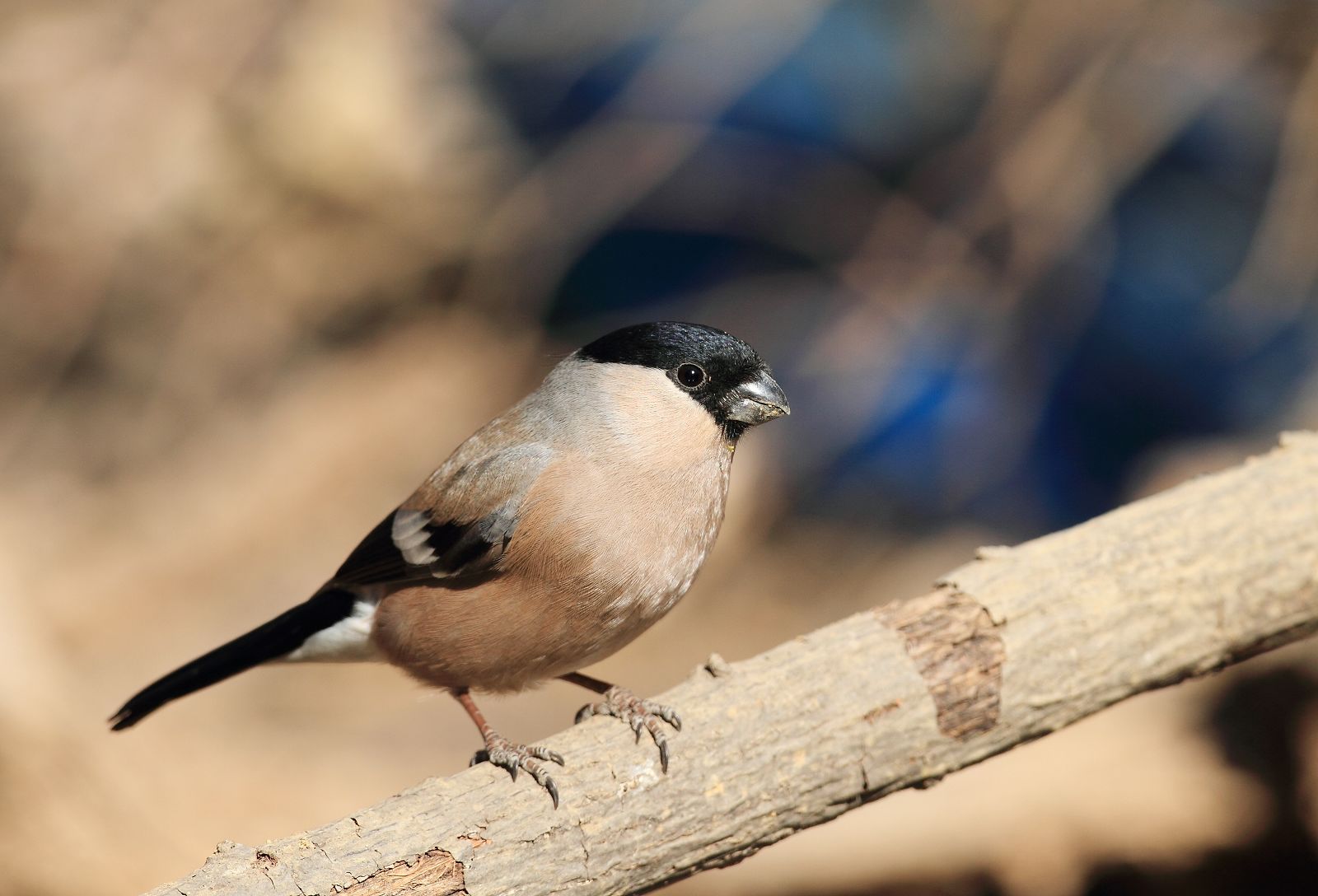 胖乎乎的灰腹灰雀