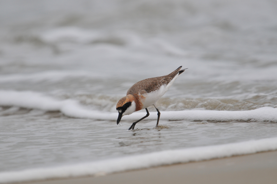 三亚海边的铁嘴沙(行鸟)