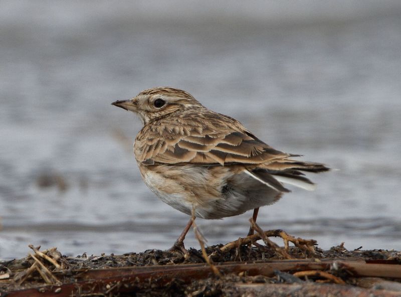 野鸭湖的小沙百灵