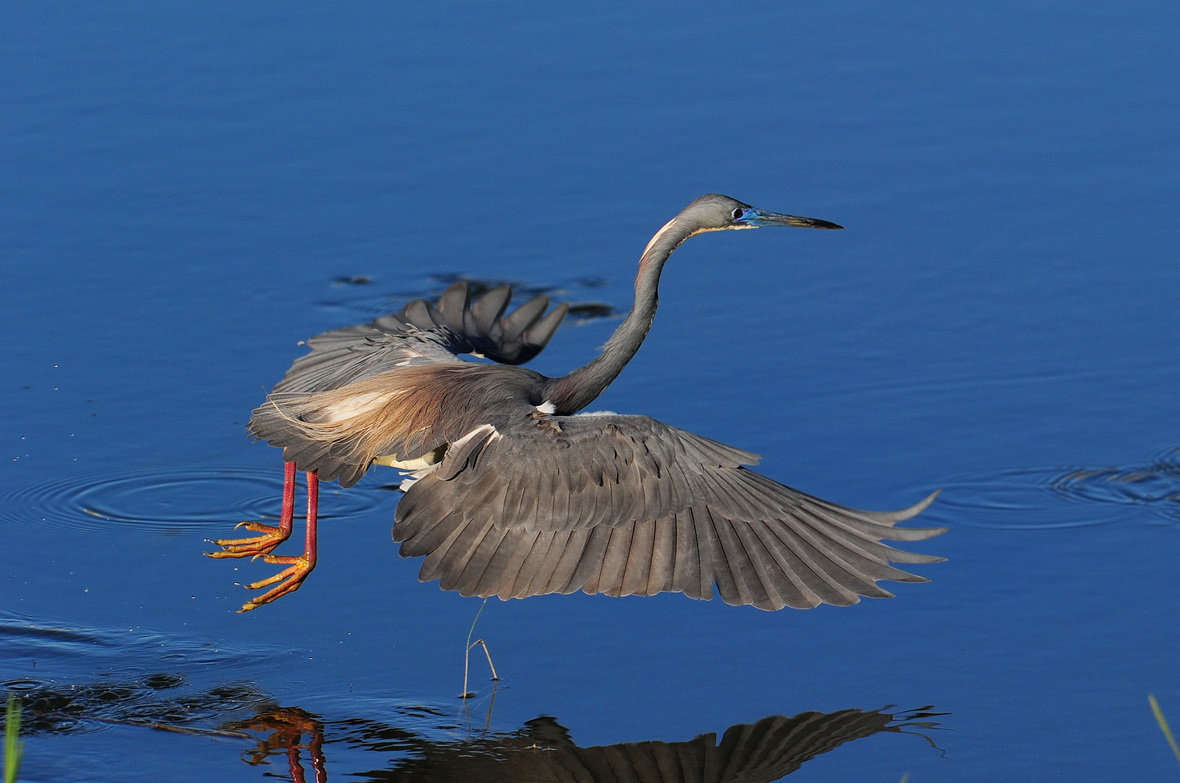 三色鹭之万千风情