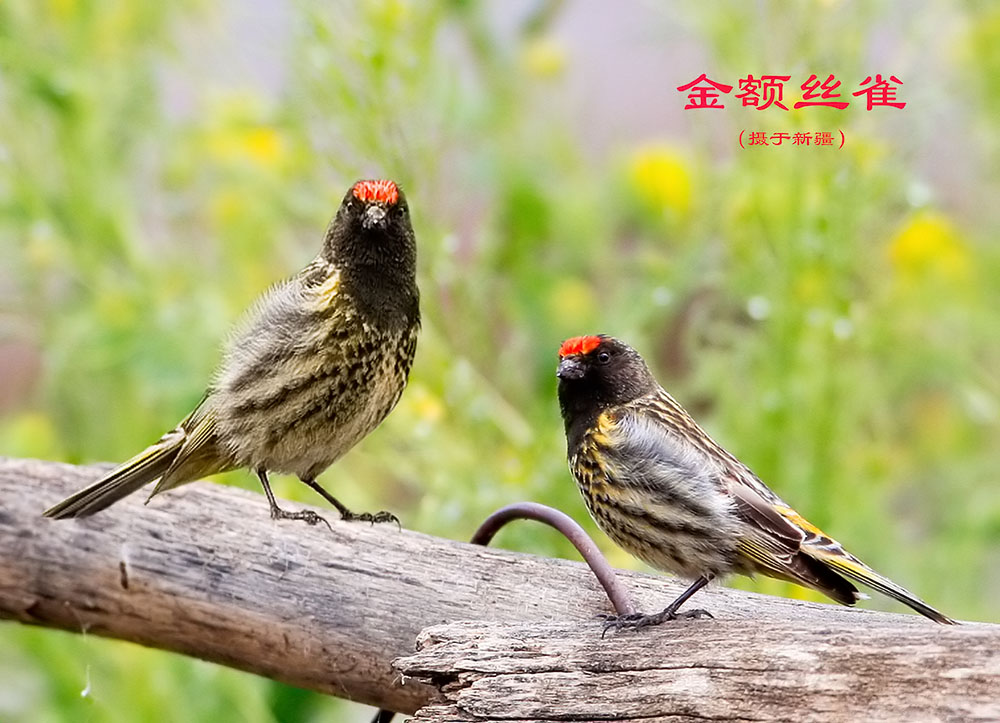 上海地区常见鸟类图片