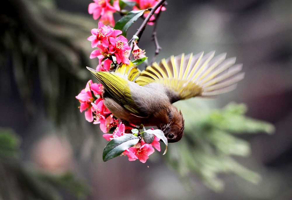 小花鳥圖