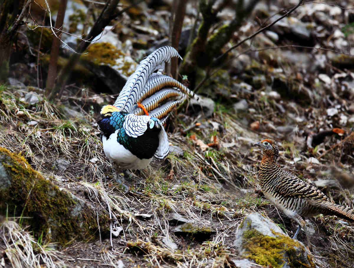 白腹锦鸡--求偶
