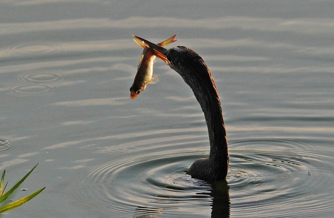 美洲蛇鹈捕鱼技巧终极版