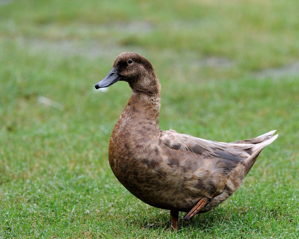 澳洲的野鸟很幸福