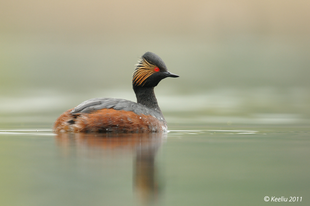 (黑颈鸊鷉)黑颈鸊鷉