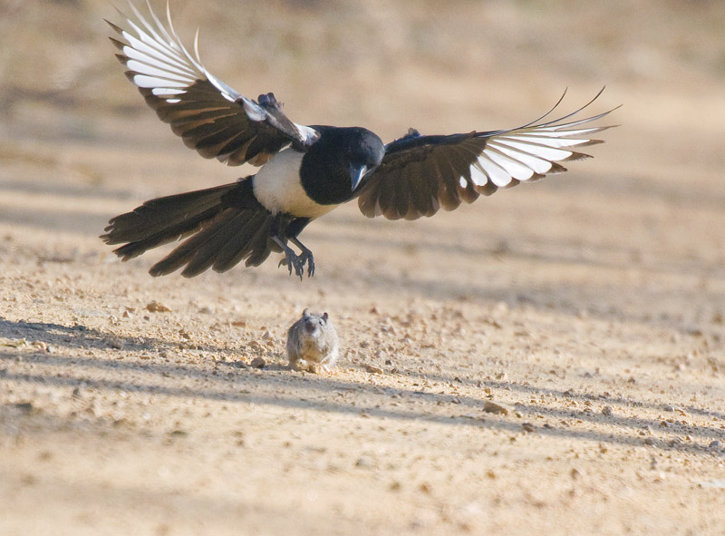 喜鹊抓老鼠的故事