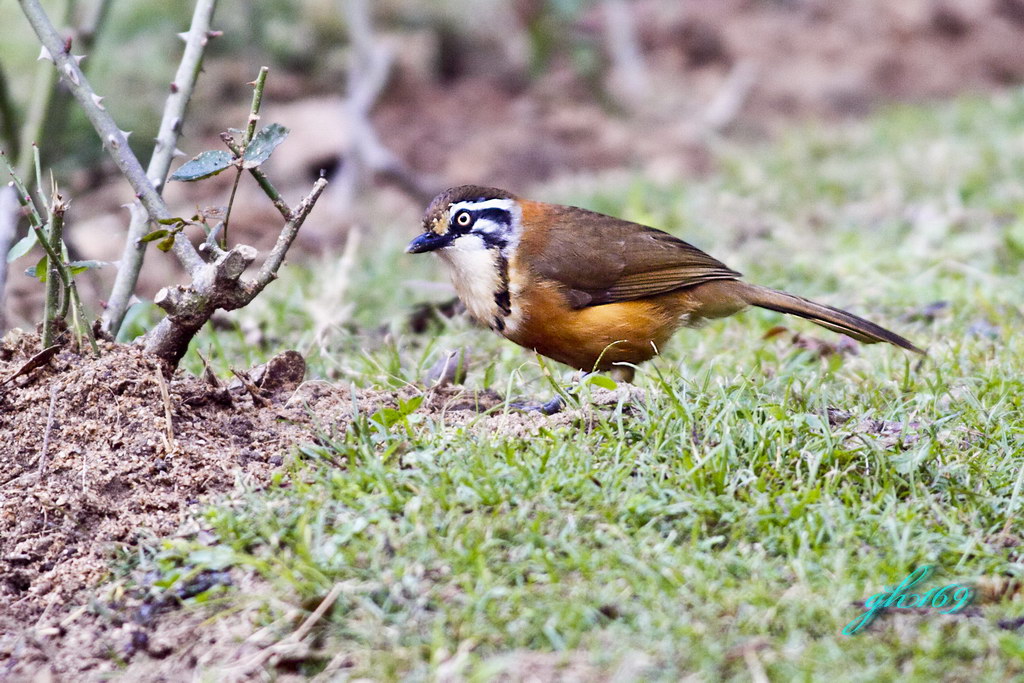 拍鸟相机哪个好 53721270366957.jpg