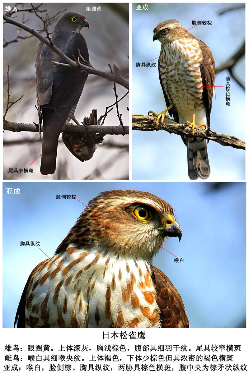 讨论赤腹鹰与日本松雀鹰区别