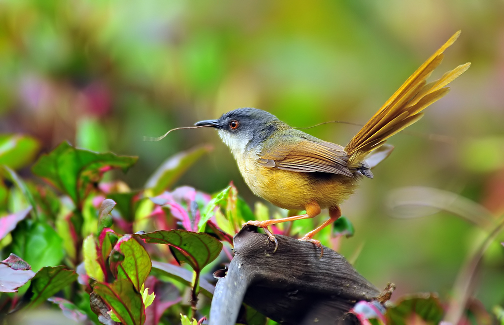 黄腹山鹪莺黄腹鹪莺