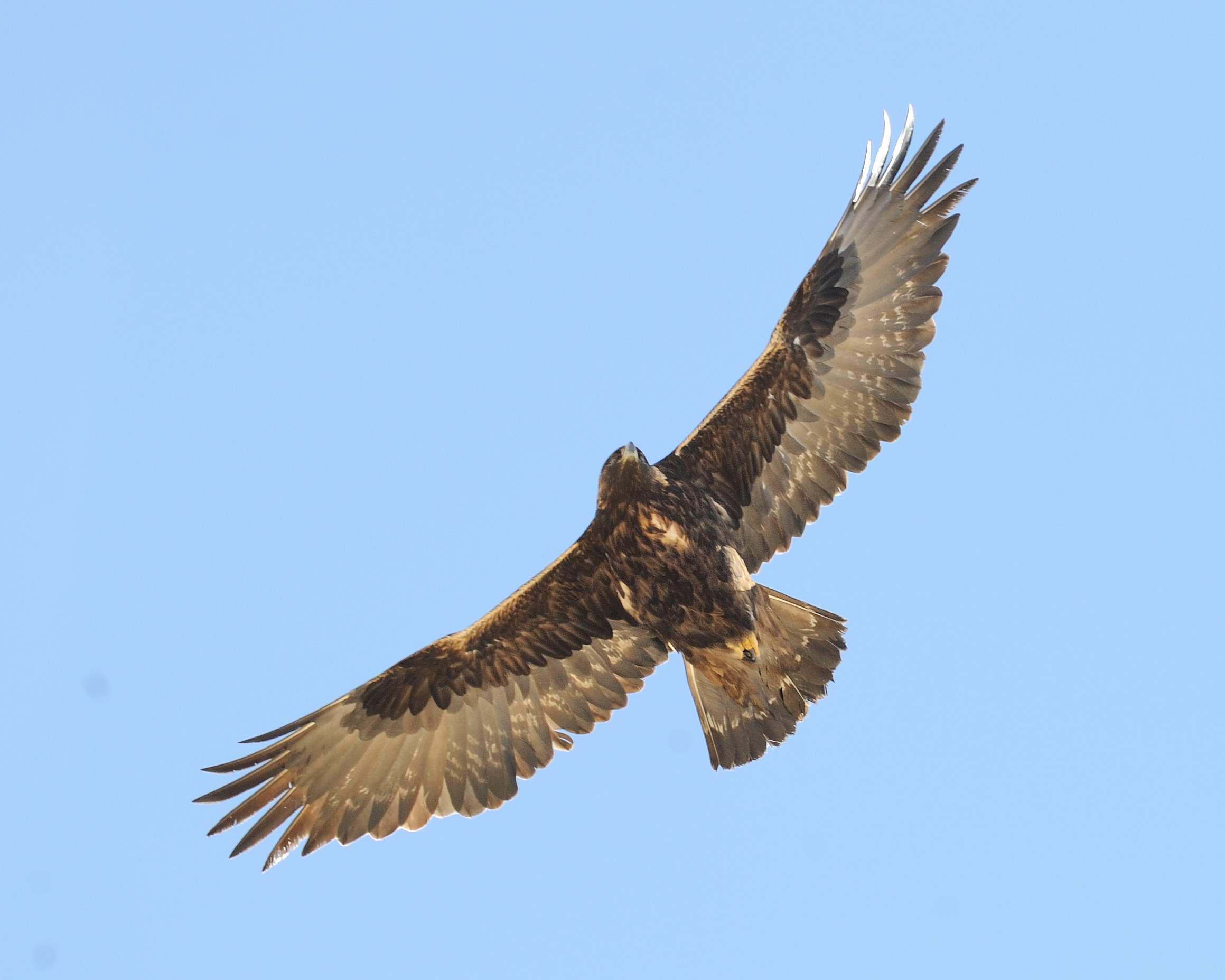 (金雕)金雕,翱翔九天