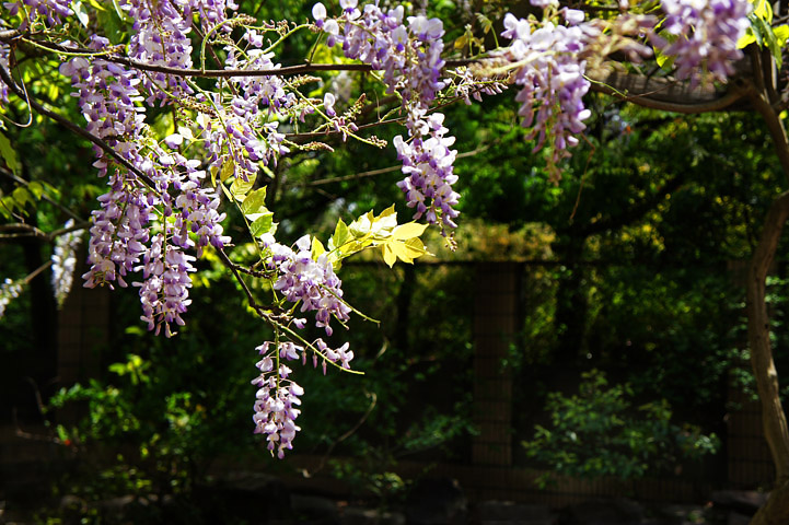 单电索尼nex-5拍紫藤花与白藤花