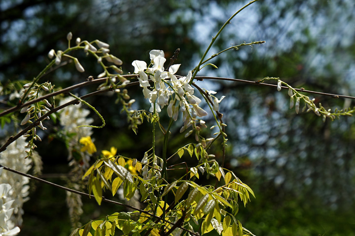 单电索尼nex-5拍紫藤花与白藤花