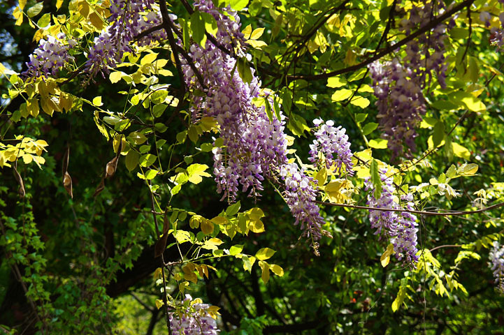 单电索尼nex-5拍紫藤花与白藤花