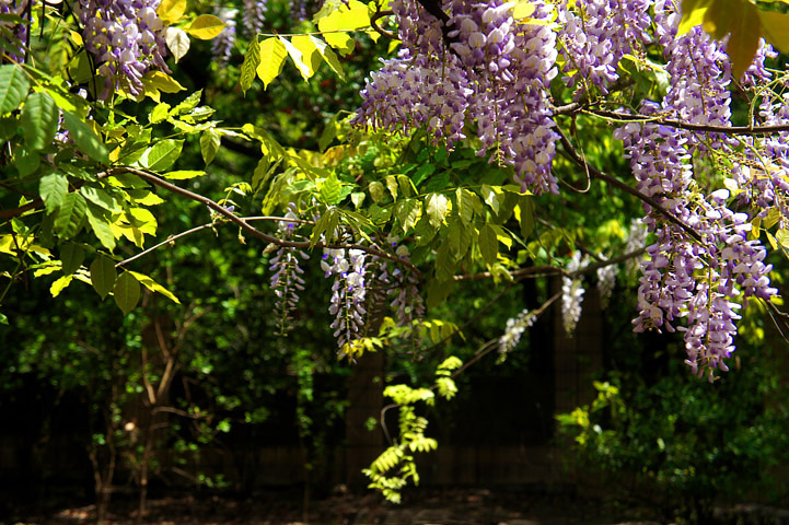 单电索尼nex-5拍紫藤花与白藤花
