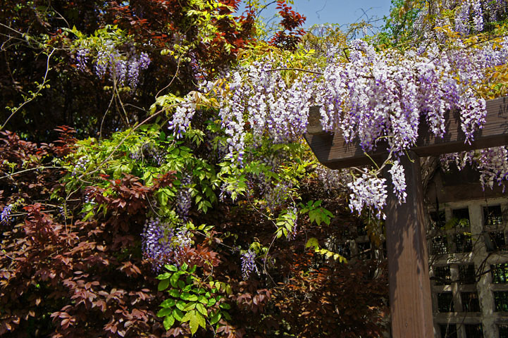 单电索尼nex-5拍紫藤花与白藤花