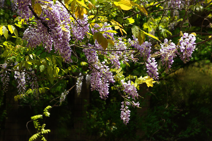 单电索尼nex-5拍紫藤花与白藤花