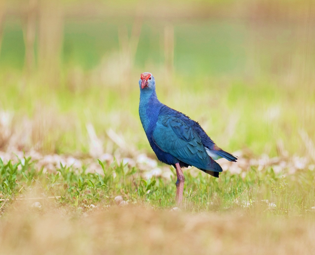 (紫水鸡)探访世界上最美丽的水鸟——紫水鸡