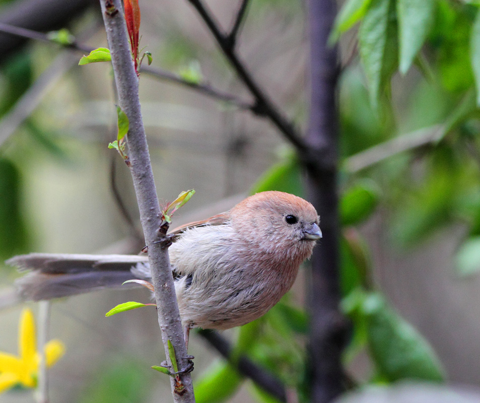 棕头鸦雀(驴粪球)