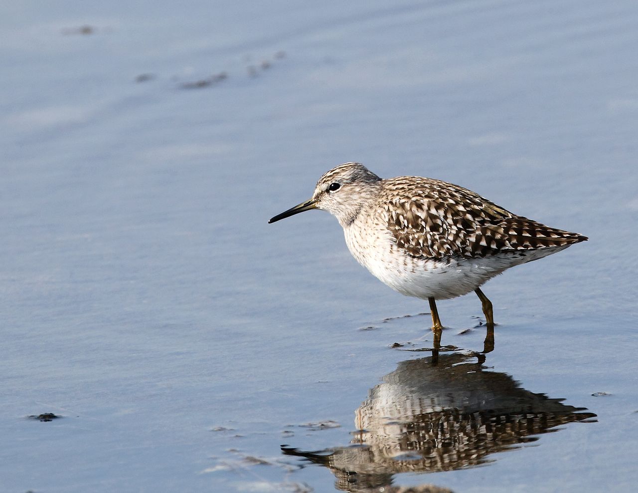 这两天的鹬鸻请帮忙辨认