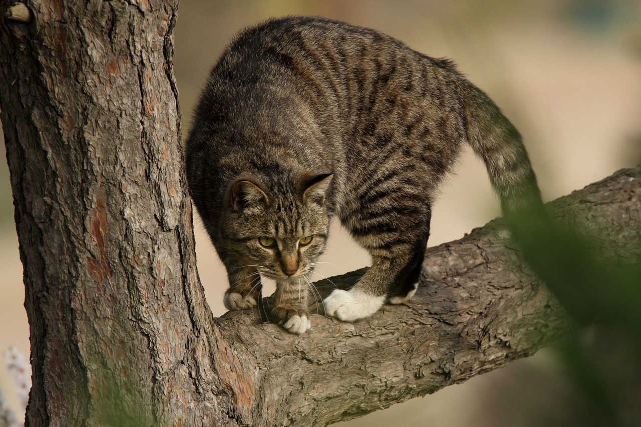 怎么才能抓住流浪猫 9548681237047.jpg