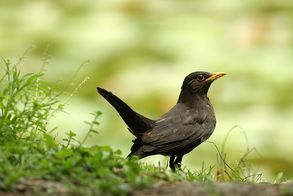 上海的四大金刚