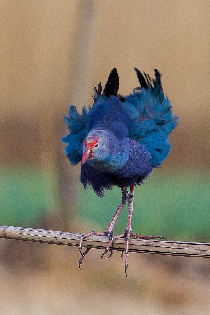 祝贺山东版闪亮开通