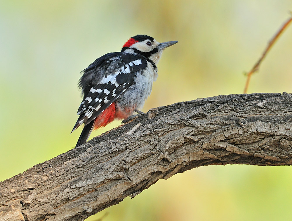 拍不够的大斑啄木鸟