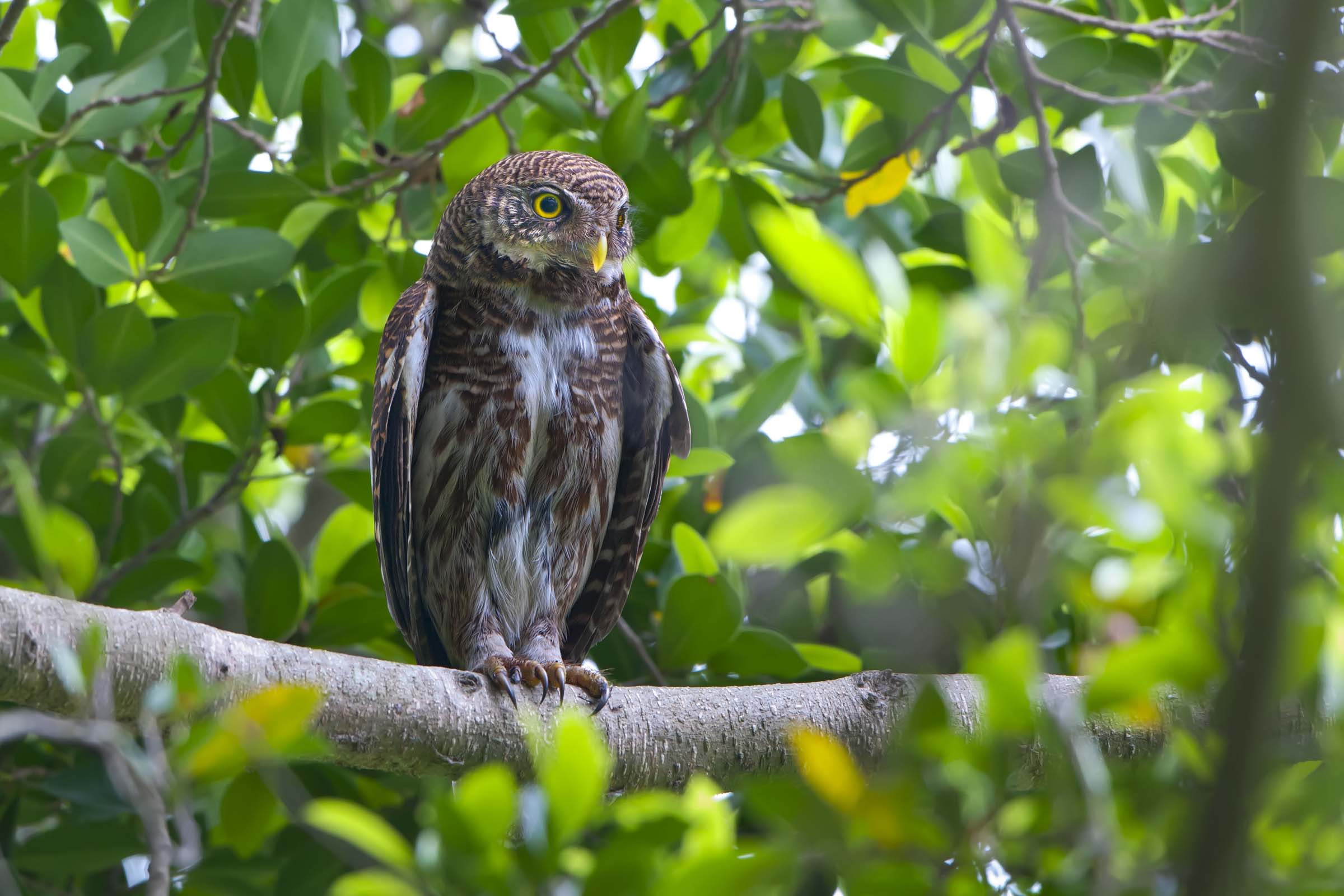 斑头鸺鹠斑头鸺鶹
