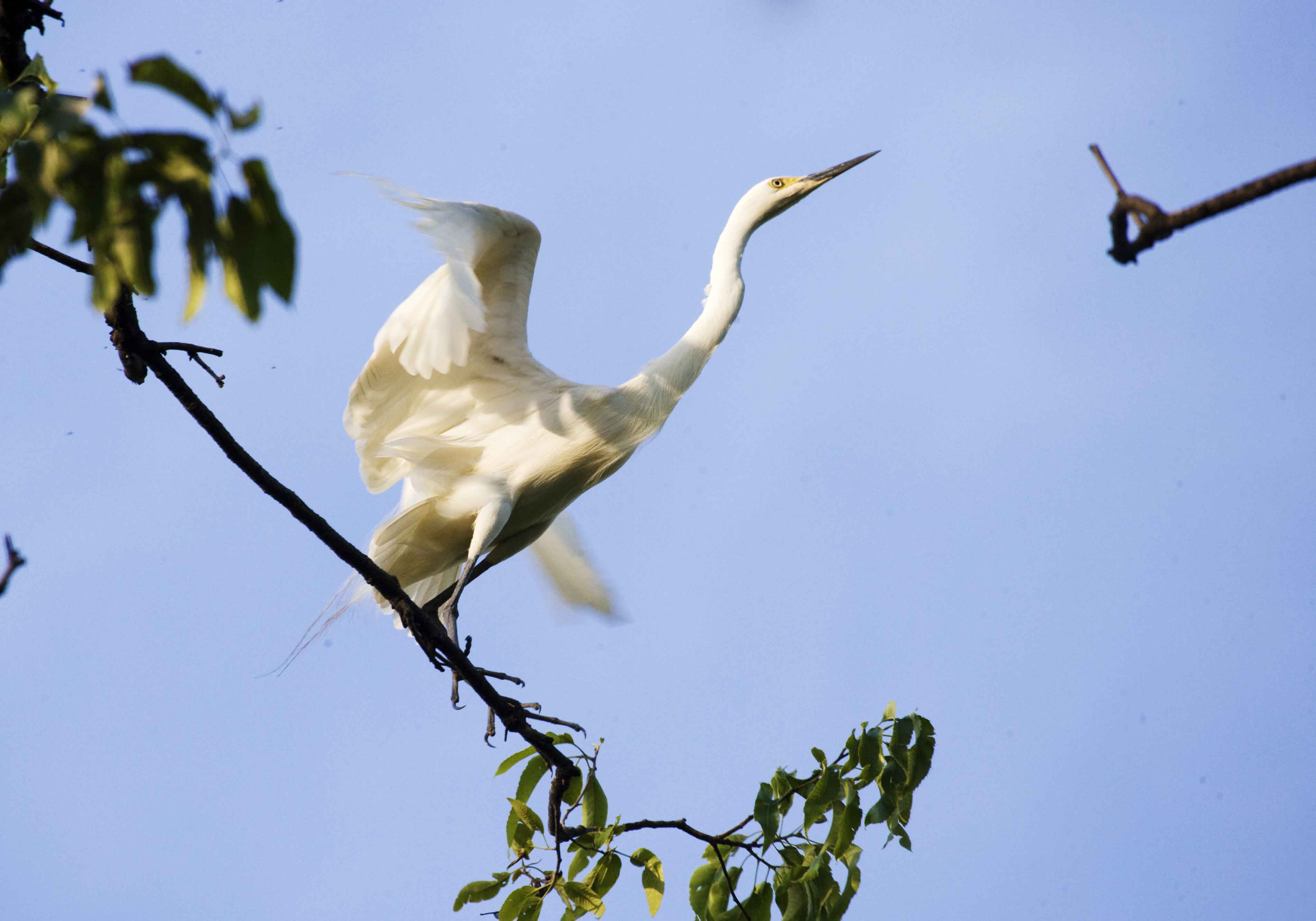 董寨白鹭 - 河南省第30届"爱鸟周"全国野生鸟类摄影大赛(结束)鸟网