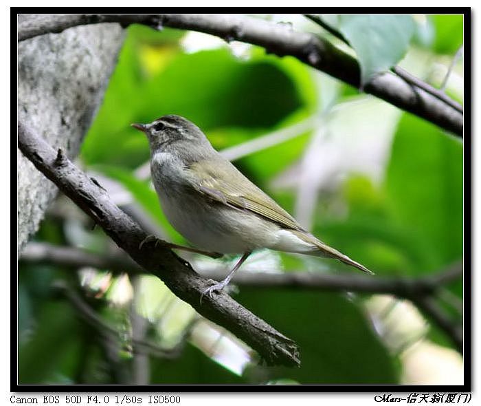 厦门等闽南地区的鸟,片photo by mars-信天翁