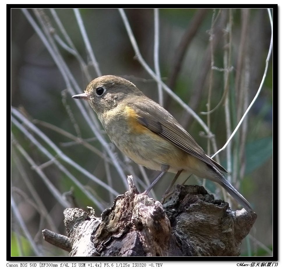厦门等闽南地区的鸟片photobymars信天翁