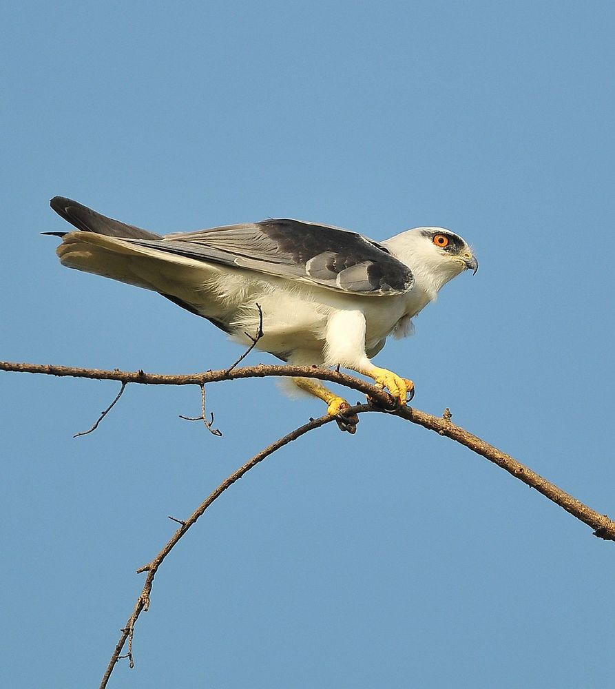 静如处子洞若观火天之骄子黑翅鸢