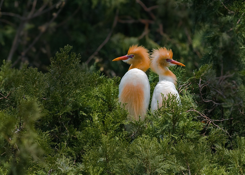 泗洪牛背鹭-----恩爱的小两口