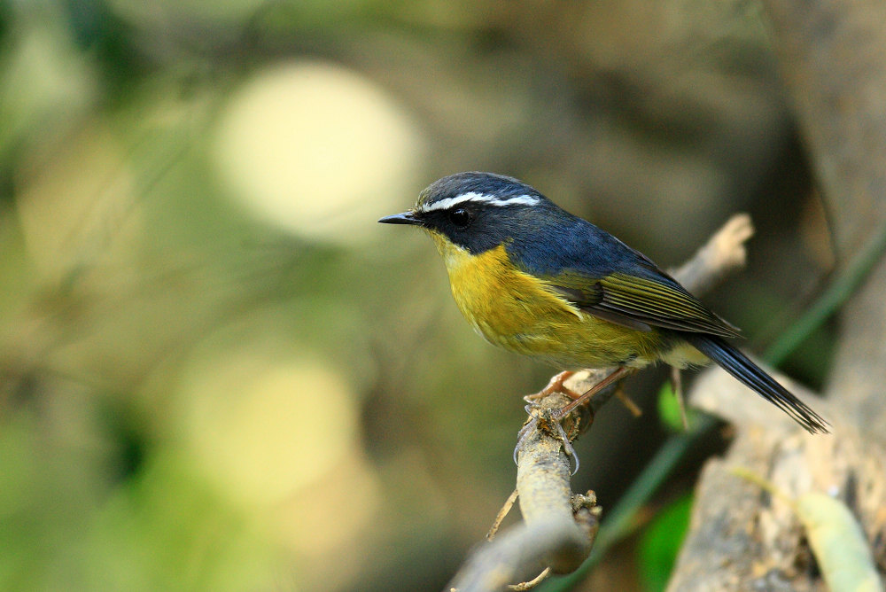 白眉林鸲 - 林鸟版 鸟网