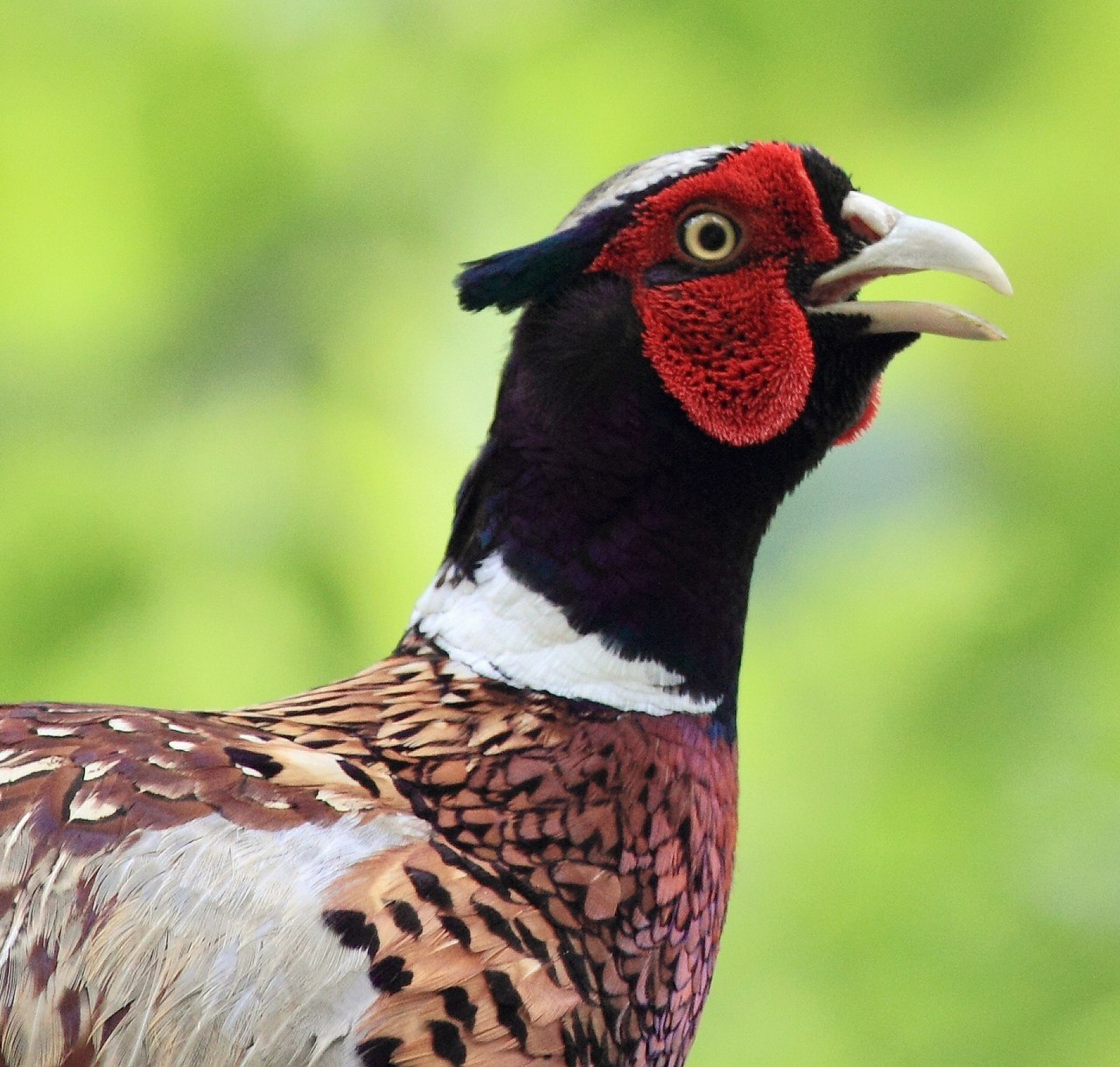 高清版环颈雉头像