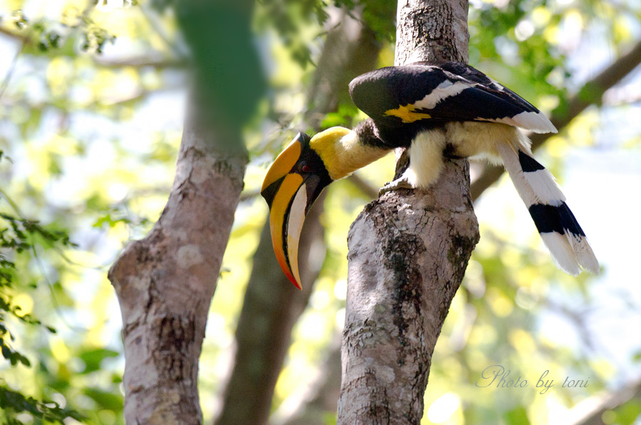 双角犀鸟双角犀鸟马来摄鸟七