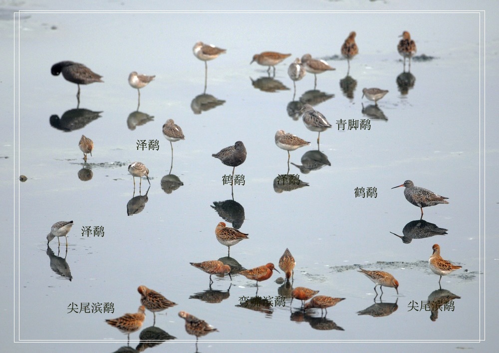 各种水鸟的图片及名称图片