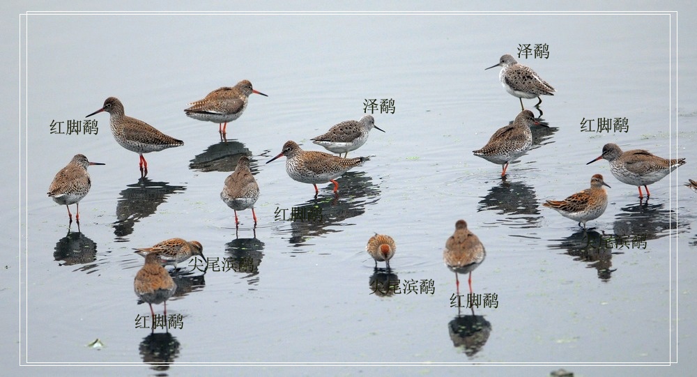 北京常见水鸟图名图片